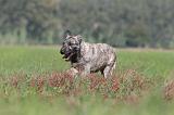 BOUVIER DES ARDENNES 103